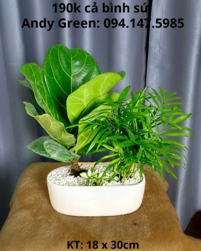 Chậu bàng Sing mix